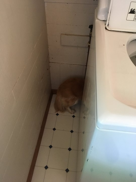 Photo of Shep stuck behind the washer