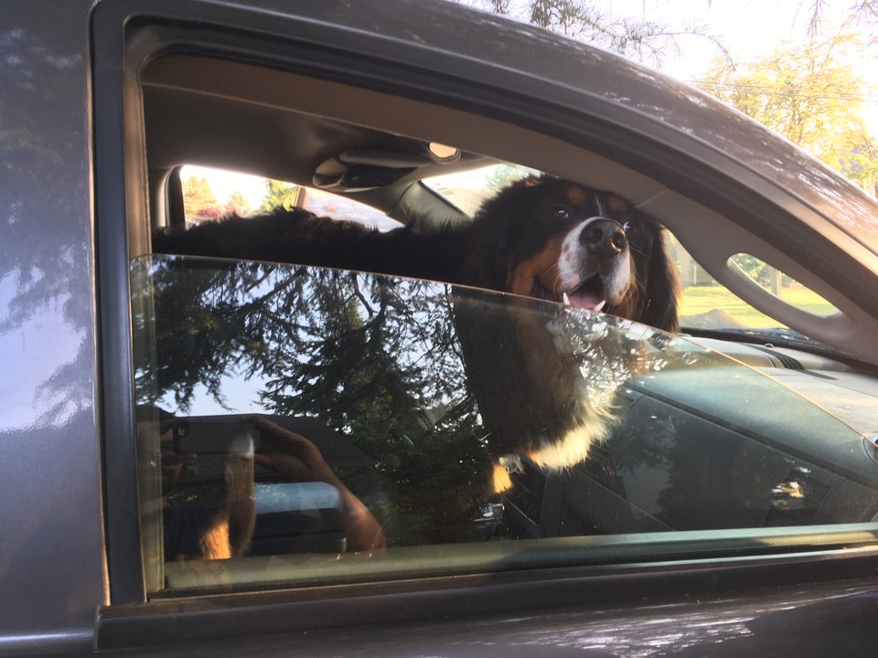 Photo of Winston smiling in the Durango